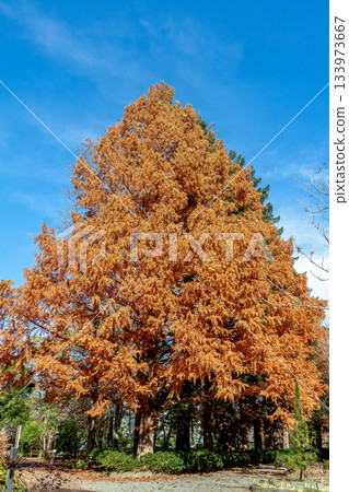 Metasequoia with autumn leaves against the blue sky [Fossil Plant] 133973667