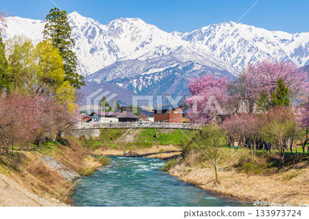 長野縣白馬村大出公園的春天，這裡是著名的賞櫻景點。 133973724