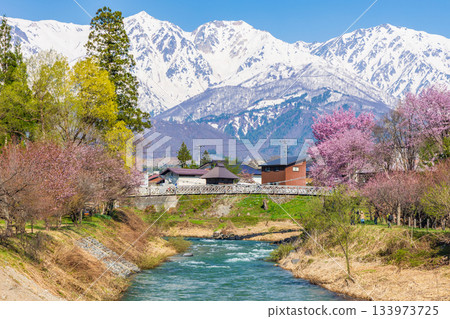 長野縣白馬村大出公園的春天，這裡是著名的賞櫻景點。 133973725