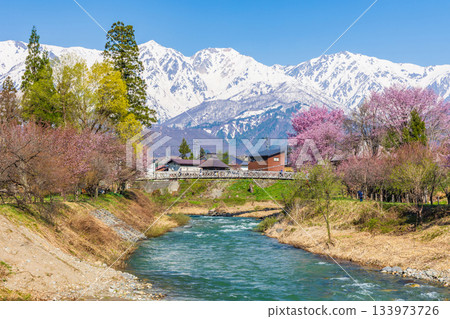 長野縣白馬村大出公園的春天，這裡是著名的賞櫻景點。 133973726