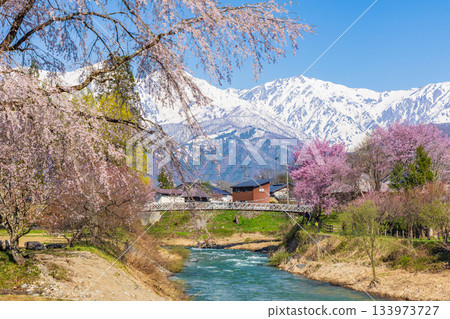 長野縣白馬村大出公園的春天，這裡是著名的賞櫻景點。 133973727