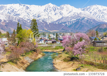 Spring in Oide Park, a famous cherry blossom spot in Hakuba Village, Nagano Prefecture 133973728