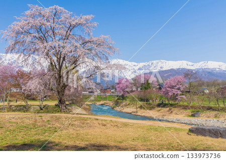 長野縣白馬村大出公園的春天，這裡是著名的賞櫻景點。 133973736