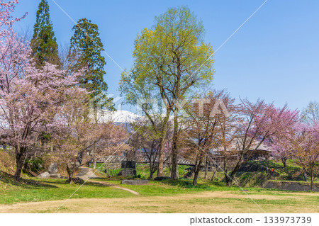 長野縣白馬村大出公園的春天，這裡是著名的賞櫻景點。 133973739