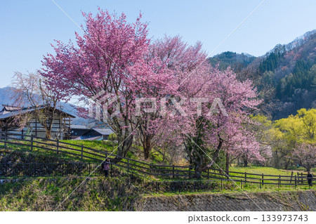 長野縣白馬村大出公園的春天，這裡是著名的賞櫻景點。 133973743