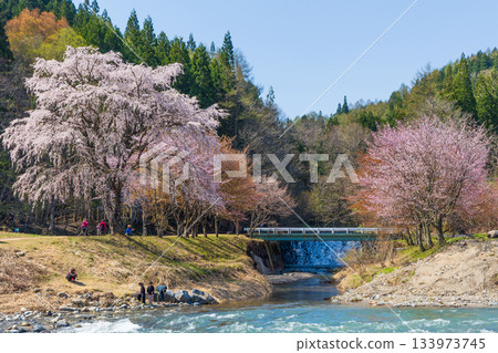 長野縣白馬村大出公園的春天，這裡是著名的賞櫻景點。 133973745