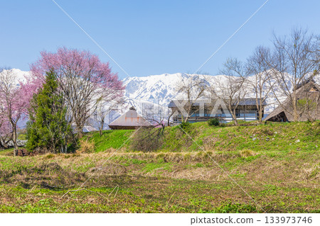 長野縣白馬村大出公園的春天，這裡是著名的賞櫻景點。 133973746