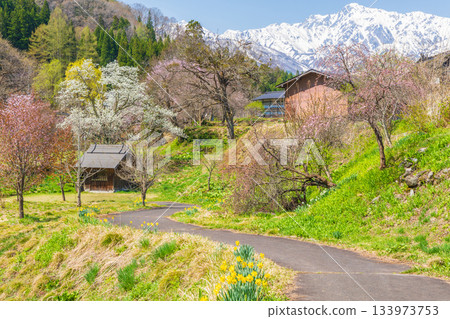 Spring in Oide Park, a famous cherry blossom spot in Hakuba Village, Nagano Prefecture Spring in Oide Park, a famous cherry blossom spot in Hakuba Village, Nagano Prefecture 133973753