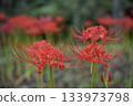 Cluster amaryllis 133973798