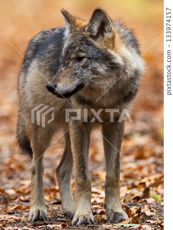 Female Wolf(Canis lupus) walking towards camera Female Wolf(Canis lupus) walking towards camera 133974157