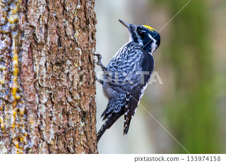 Male three-toed woodpecker with yellow crown foraging on tree bark 133974158