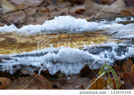 Hair ice forming on decaying wood in autumn forest 133974159
