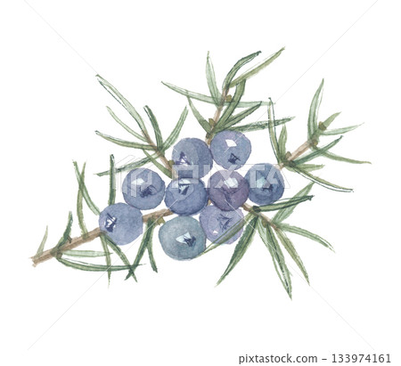 水彩畫的杜松子 水彩畫的杜松子 133974161