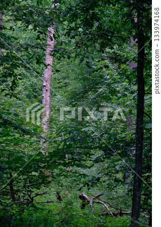 Dense mixed forest with lush understory and natural vegetation in summer light 133974168