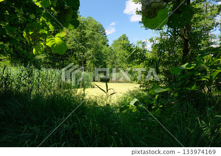 Lush woodland marsh, overgrown shoreline, sunlight reflecting on green algae and reed beds 133974169