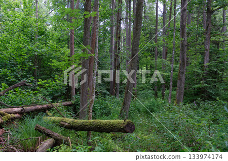 Dense mixed forest with lush understory and natural vegetation in summer light 133974174