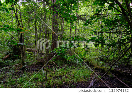 Late summer rich deciduous stand with old trees and lush foliage 133974182