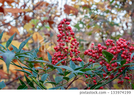 Nandina (Berberidaceae) produces round red fruits in winter. Nandina (Berberidaceae) produces round red fruits in winter. 133974199