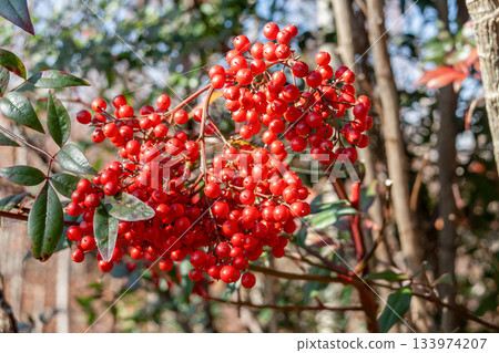 南天竹（小蘗科）冬季結出圓形紅色果實。 133974207