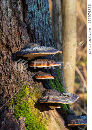Shelf fungus growing on tree trunk in natural forest 133974256
