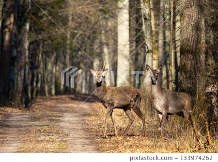 Deers crossing a sunlit woodland trail Deers crossing a sunlit woodland trail 133974262