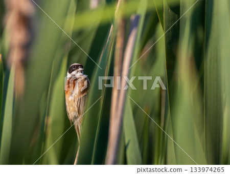 Small songbird Eurasian Penduline Tit(Remiz pendulinus) closeup in natural habitat 133974265