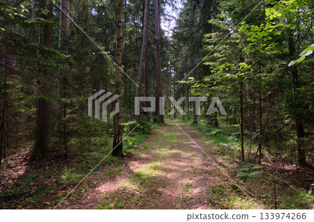 Dense mixed forest with lush understory and natural vegetation in summer light 133974266