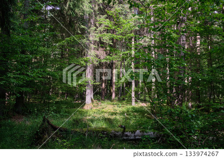 Dense mixed forest with lush understory and natural vegetation in summer light Dense mixed forest with lush understory and natural vegetation in summer light 133974267