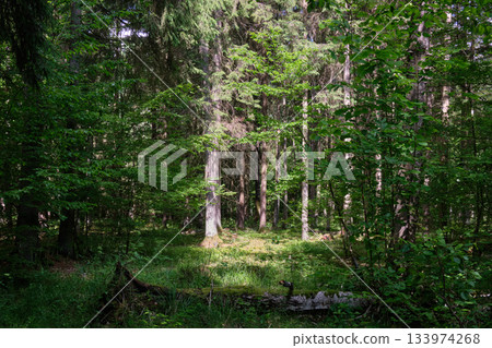 Dense mixed forest with lush understory and natural vegetation in summer light 133974268