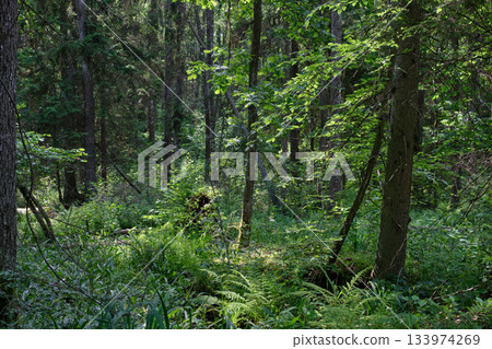 Dense mixed forest with lush understory and natural vegetation in summer light 133974269