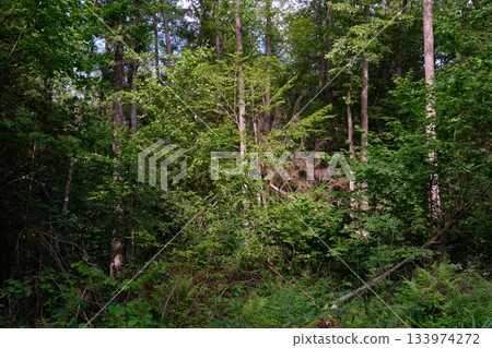 Dense mixed forest with lush understory and natural vegetation in summer light 133974272