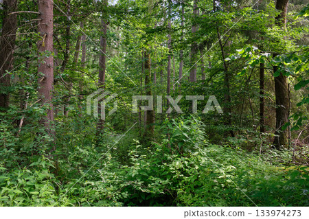 Dense mixed forest with lush understory and natural vegetation in summer light Dense mixed forest with lush understory and natural vegetation in summer light 133974273