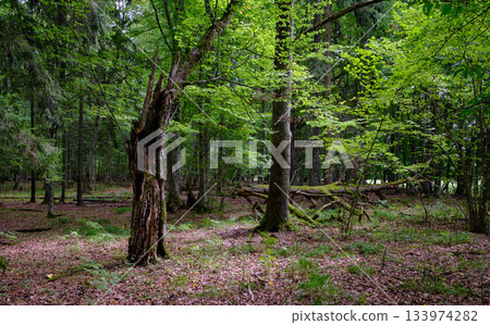 Summertime deciduous forest with broken old tree 133974282