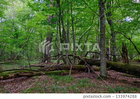 Summertime deciduous forest with broken old tree Summertime deciduous forest with broken old tree 133974288