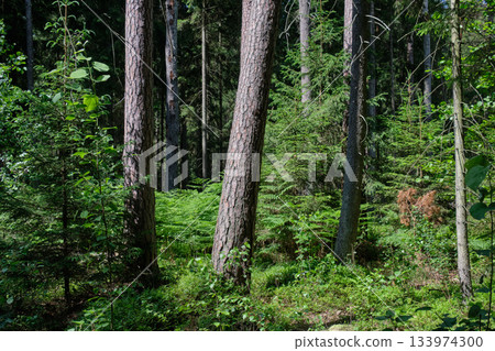 Dense mixed forest with lush understory and natural vegetation in summer light Dense mixed forest with lush understory and natural vegetation in summer light 133974300