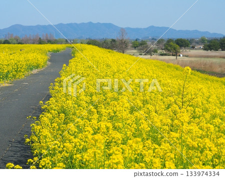 Rape blossoms in Watarase Retarding Ground 133974334