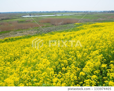 Rape blossoms in Watarase Retarding Ground 133974405
