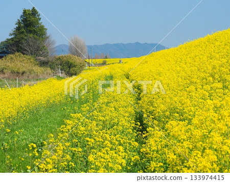 Rape blossoms in Watarase Retarding Ground 133974415