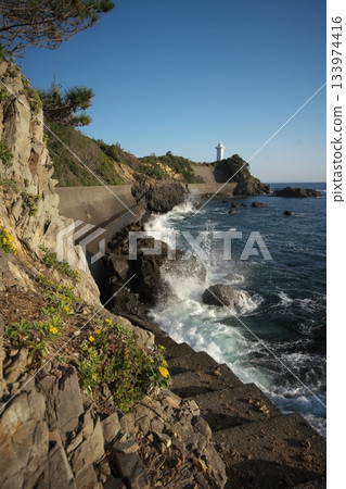 伊勢志摩的深秋:阿諾裡岬的海菊盛開,洶湧的海浪拍打著海岸。 伊勢志摩的深秋:阿諾裡岬的海菊盛開,洶湧的海浪拍打著海岸。 133974416