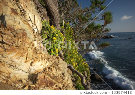 Late autumn in Ise-Shima: Sea daisies blooming at Cape Anori, where rough waves crash against the shore 133974418