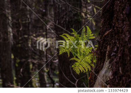 Young green fern growing on tree trunk 133974429