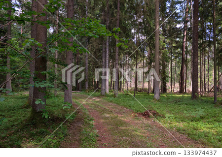 Dense mixed forest with lush understory and natural vegetation in summer light 133974437