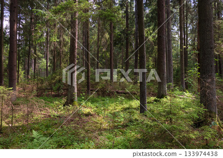 Dense mixed forest with lush understory and natural vegetation in summer light 133974438