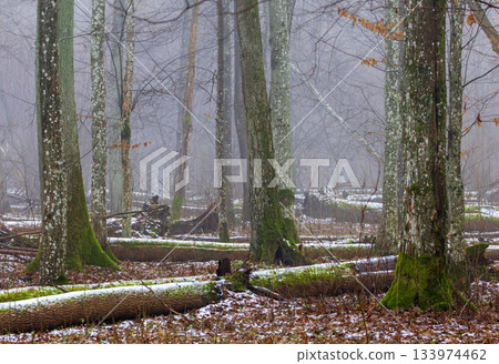 Misty primeval forest in late autumn 133974462