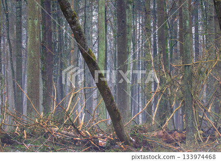Misty primeval forest in late autumn 133974468