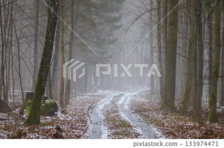 Misty primeval forest in late autumn 133974471