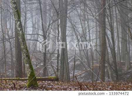 Misty primeval forest in late autumn 133974472