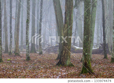 Misty primeval forest in late autumn 133974474