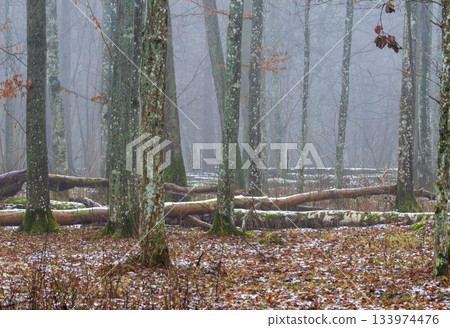 Misty primeval forest in late autumn 133974476