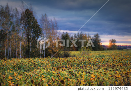 Autumn sunflower field with a birch grove and a dramatic sunset 133974485